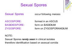 ID on asexual non motile spores of fungi (conidia)