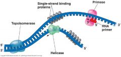 Proteins bind to the separated DNA strands and help hold them apart. 