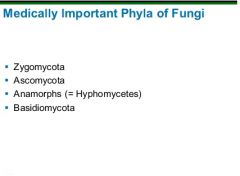 - Zygomycota
- Ascomycota
- Anamorphs
- Basidiomycota