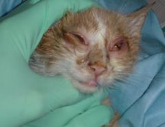 An 8 wk old kitten has severe chemosis but no other lesions.



What is the most likely cause?