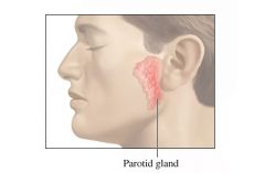 The largest of the three major salivary glands


 


Located just in front of and slightly inferior to each ear


 


The facial nerve (VII), external carotid artery and retromandibular vein all go through this gland.


 


The paro...