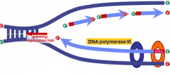 The enzyme that synthesizes complementary strands of DNA during DNA replication.