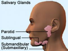 1. Parotid Gland


2. Submandibular Gland


3. Sublingual Gland