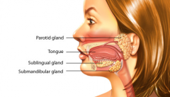 Major salivary glands located beneath the floor of the mouth


 


U-shaped


 


Its external portion fills most of the submandibular triangle while its deep portion is superior to the mylohyoid muscle.


 


Produces saliva as a r...