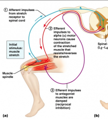 Ie muscle spindle receptor or golgi tendon organ 

Rapid reflex 