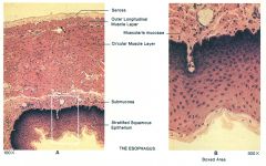 -Top: serosal layer secretes fluid into internal space to lubricate organs
-Mucosal layer, stratified, squamous, smooth muscle, circular muscle layer