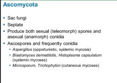 sexual (teleomorph) spores and anamorph condidia