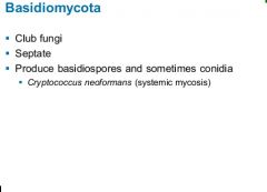 Cryptococcus neoformans (s.)