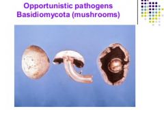 Basidiomycota (mushrooms)