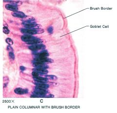 -dense columnar epithelial
-goblet cells are clear, secret mucus
-layer of microvilli increases surface area