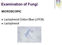 Lactophenol cotton blue