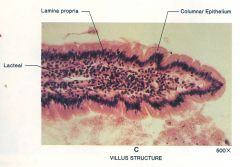 -glands at base of folds of villi, have columnar epithelial lining