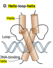 Helix-loop-helix