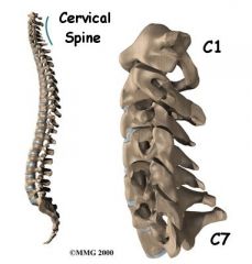 Articulates with occipital bone of skull