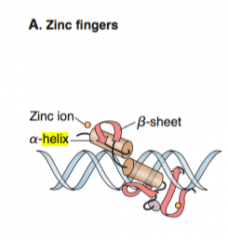 Zinc finger 