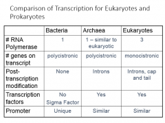 Comparison of Transcription for Eukaryotes and Prokaryotes