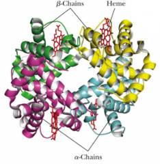 Oxygen transport protein of erythrocytes, is a tetramer composed of 2 alpha-chains and 2 beta-chains 
 
Heme = iron binding component of hemoglobin
(Heme is a prosthetic group)
 
Structure was Found in 1950s 

Two structures 
 
-Heme:
• Iron bin...