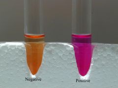 Positive: Urease converts ammonia and CO2 gas. Ammonia turned pH indicator in medium a bright pink color.

Negaite: Uear broth remain orange