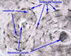 Bone
-canalculi canals are how osteocytes communicate
