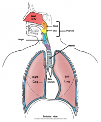 nasal cavity, nasal pharynx, oral pharynx, larynx, trachea, main bronchi
