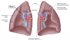 continuity of parietal pleura into the visceral pleura (where the pulmonary sleeve becomes the lung pleura)
on mediastinal surface
where everything enters/exits