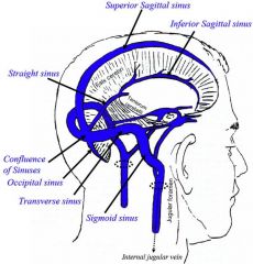 confluence of sinuses