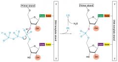Transcription mechanism of the chain-elongation process catalysed by RNA polymerase