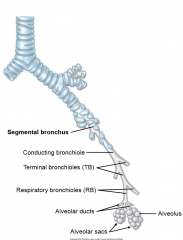 segmental bronchus, conducting bronchiole, terminal bronchiole (TB), respiratory bronchiole (RB), alveolar ducts, alveolar sacs (alveolus)


gas exchange begins at RB level