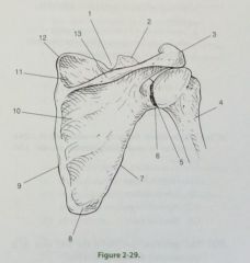 Fig 2-29 what does number 2 represent
A. Acromion process
B. Scapular spine
C. Coracoid process
D. Acromioclavicular joint