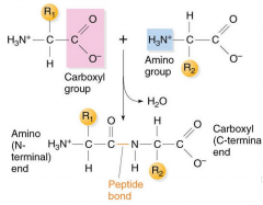 • Amino acids can join via peptide bonds 
 
• The crucial feature of amino acids that allow them to polymerize to form peptides and proteins in the existence of their 2 identifying chemical groups: the amino (-NH3+) and carboxyl (-COO-) groups...