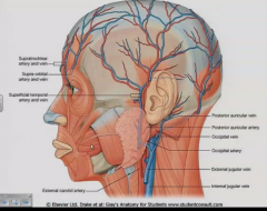 the anterior middle cerebral artery passes under it and it is also one of the thinnest parts of the skull