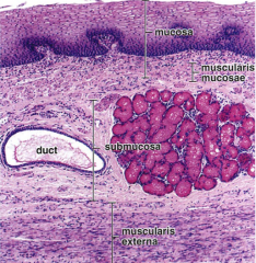 -Stratified squamous epithelium


-thick muscularis mucosae


-submucosal mucous glands