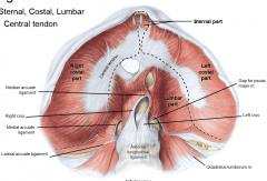 converge at central tendon
sternal part (xiphoid process)
R/L costal part (ribs)
lumbar part-- lateral (arch over quadratus lumborum muscle) and medial arcuate (arch over psoas major muscle) ligaments, right and left crus (crua) forming from anter...