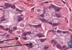 Name these cells of the stomach