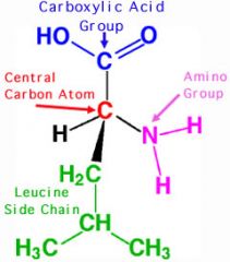 Leucine, Leu, L


 


• Aliphatic side chain


 


• Most common amino acid in proteins


 


• Great alpha-helix former


 


• Hydrophobic


 


• Non-polar