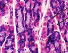 Name these cells of the stomach