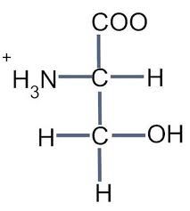 Serine, Ser, S


 


• Has a hydroxyl group: 


-Form hydrogen bonds with water where the Oxygen can be a hydrogen acceptor which makes it polar 

-Can also interact with other polar groups 


 


• Aliphatic hydroxyl side chai...