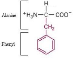 Phenyalanine, Phy, F


 


• Aromatic side chain


 


• Benzyl group R-side chain


 


• Hydrophobic 


 


• Absorb ultraviolet light above 250nm