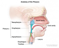 * note the hypopharynx is with the esophagus, nt the larynx