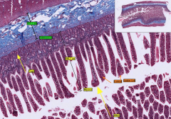 In the submucosa b/c do not see glandular tissue