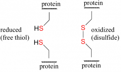 • It is a link between two cysteine amino acids put together in a protein


 


• There is an enzyme that breaks the disulfide bridge over and over again till protein gets it right


 


• Disulfide bridges exist outside and insid...