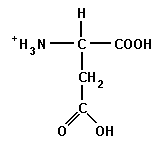 Aspartate, Asp, D


 


• Polar


 


• Acidic


 


• Hydrophilic