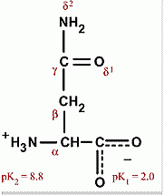 Asparagine, Asn, N


 


• Good hydrogen-bonding forming moieties 


 


• Hydrophilic 


 


• To test what a D is doing in a protein, you can change it to N to see if it does anything or if it kills the protein


 

...