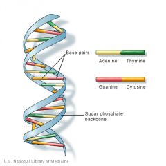 Why is DNA important?