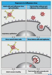 virus neutralization. Viruses have trophism (attaching to our cells, like HIV for CD4). If they can't bind like during neutralization, the virus can't work. 

If a bacteria binds, it colonizes which is bad.