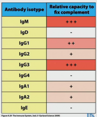 order of expression: IgM, IgG3, IgG1, IgG2, IgG4
highest complement to lowest: same order
gene order on chromosome: same order
affinity for Fc gamma to facilitate phagocytosis: same order for IgG's

there are more somatic hypermutation rates ...