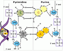 - Purine: A, G (remember Pure And Good - two o, so double ringed structure)
 
- Pyrimidine: T, C (the other one with one ring)
