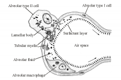 Type 1 alveolar cells 