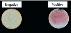 S. aureus = negative

S. lugdenensis = positive (pink to cherry-red color)