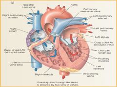 Study anatomy and the blood flow